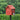 rood design vogel huisje op zwarte paal met vogeltje eraan
