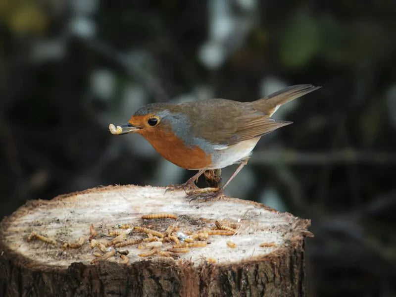 Gedroogde meelwormen als vogelvoer