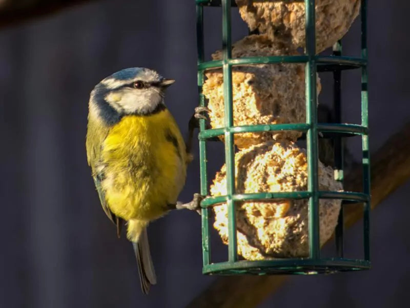 Alle manieren om vogels te voeren