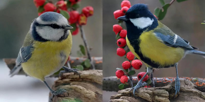 Pimpelmees versus koolmees: wie is wie?