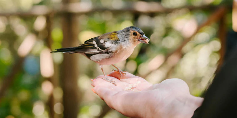 Vogels voeren in de lente en de zomer