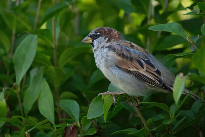 Bomen en struiken voor vogels