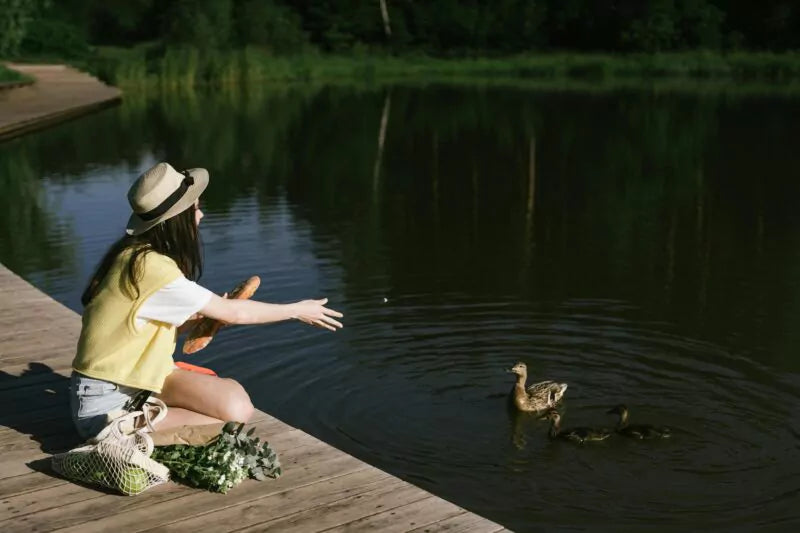 Kun je vogels brood voeren?