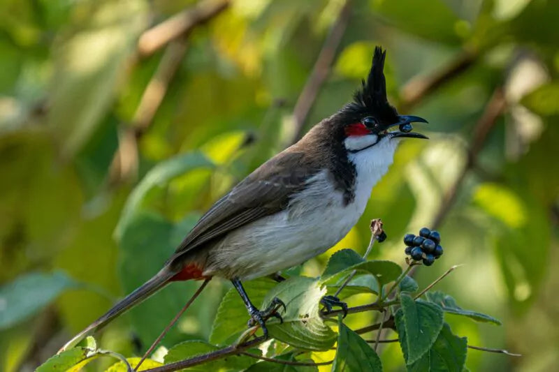 Hoe bescherm je je moestuin tegen vogels?