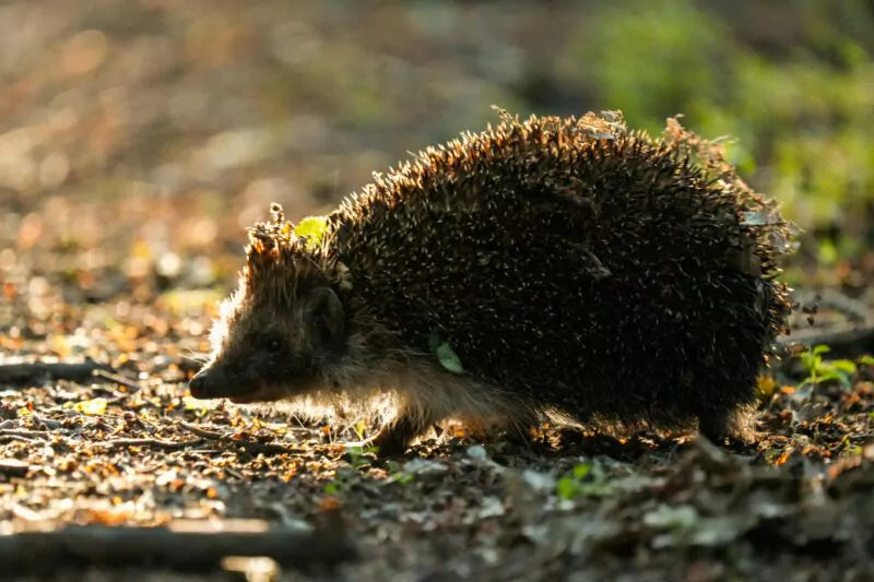 Help de egel aansterken na de winterslaap