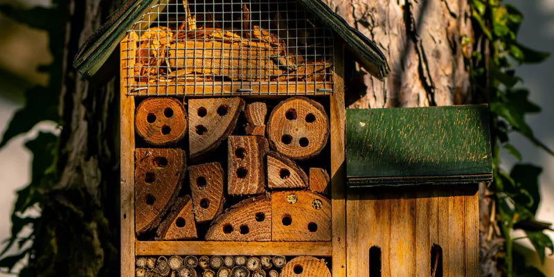 Ontdek de diverse insectensoorten in je insectenhotel!