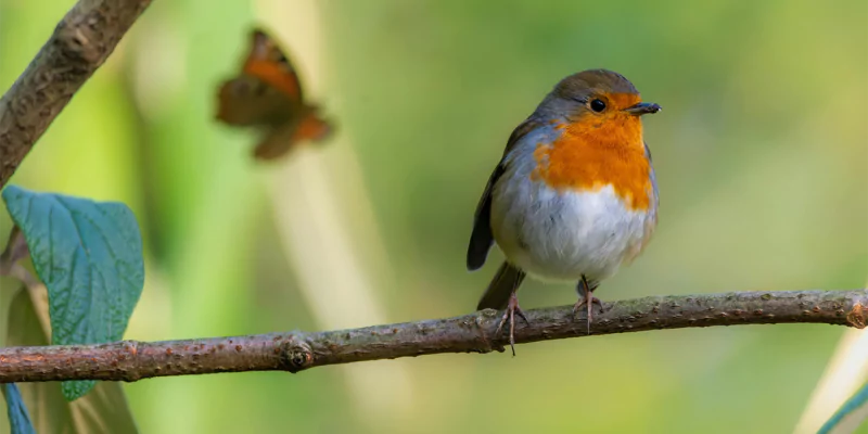 Twee vliegen, één klap: meer vlinders én vogels in de tuin