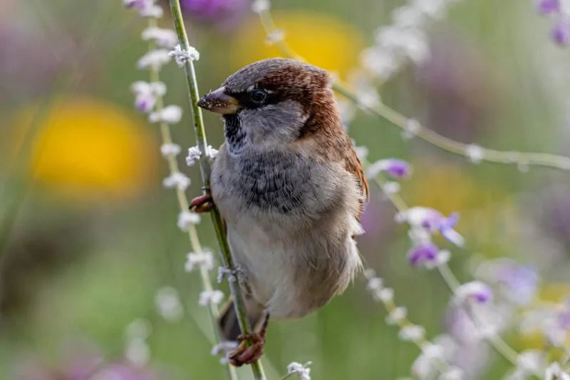 Vogelvriendelijk tuinieren? Doe lekker niets!