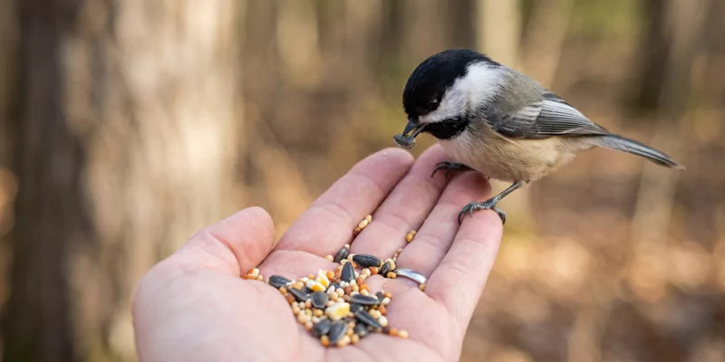 Vogels voeren op veilige en hygiënische wijze