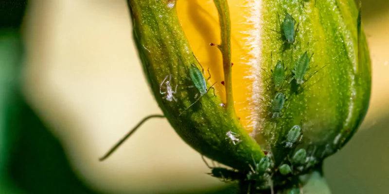 Bestrijd de bladluis met hulp van de natuur