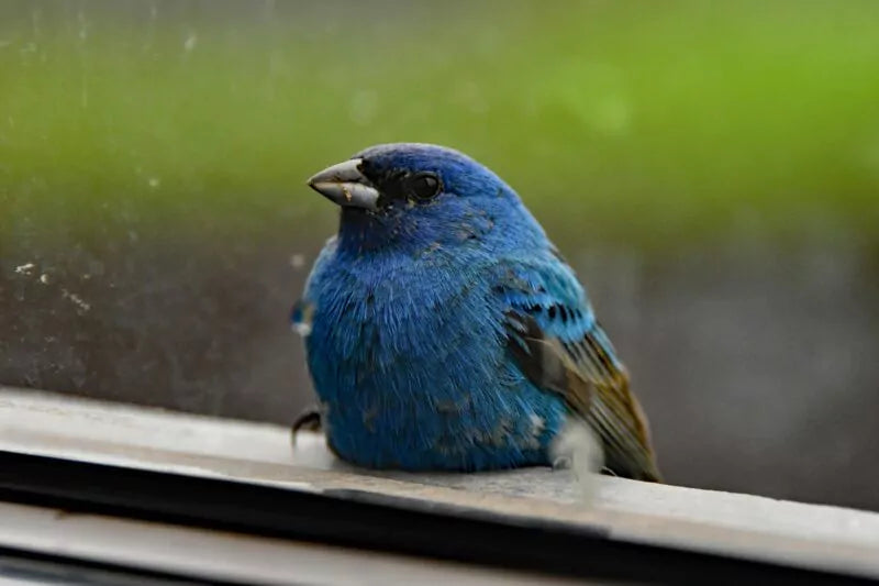 Hoe voorkom je dat vogels tegen je raam vliegen?