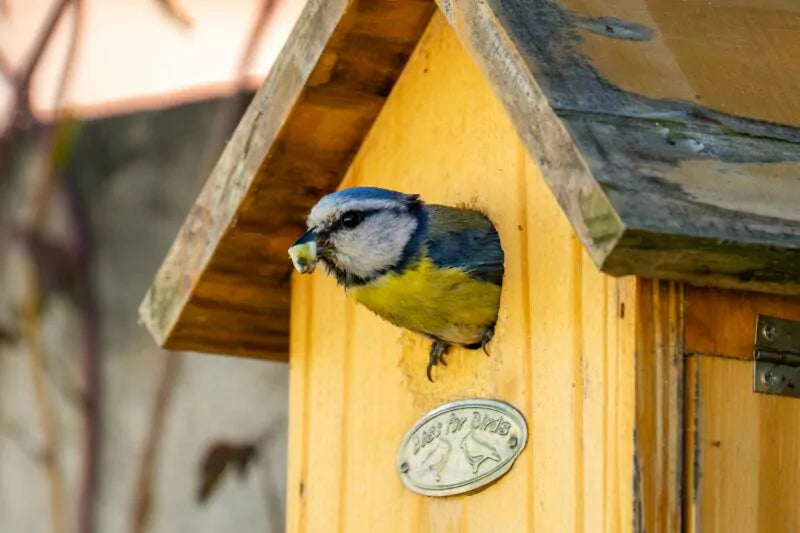 Vergeet niet om je vogelhuisje schoon te maken!