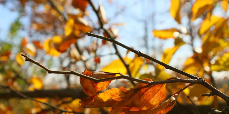 5 redenen om te tuinieren in de herfst