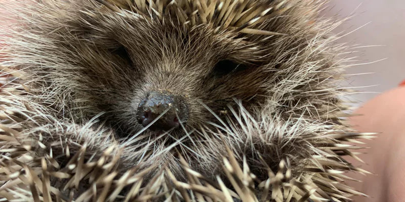 Hoe help je een egel de winter door?