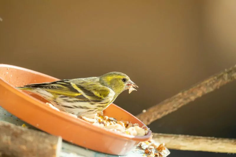 Hoe lok ik vogels en andere dieren naar mijn tuin?
