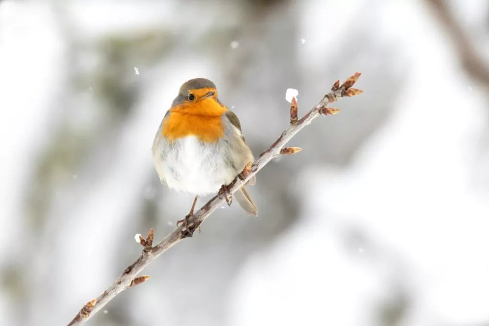 Alles over vogels voeren in de winter