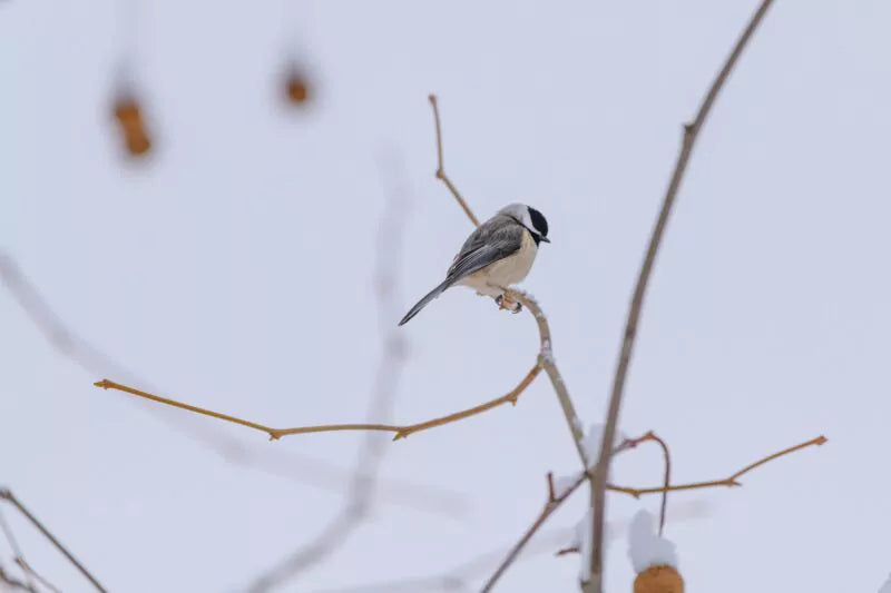 Hoe gaan vogels om met kou?