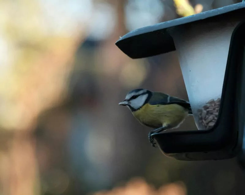 Vogelfotografie met een raamvoederhuisje: tips en tricks