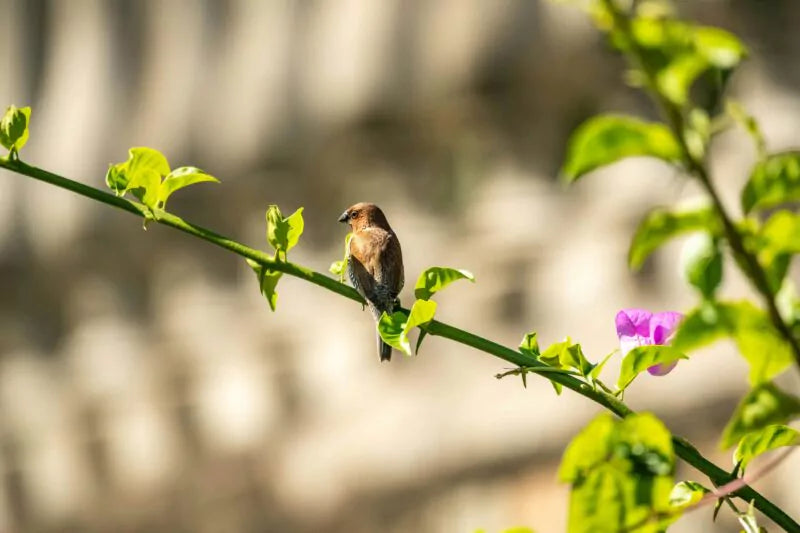 10 vogelvriendelijke planten voor je tuin