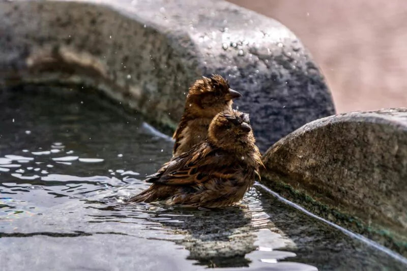 Het belang van waterbronnen in je tuin voor vogels