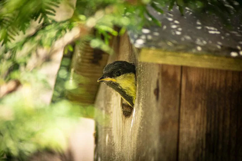 Welke nestkastjes zijn geschikt voor welke vogelsoorten?