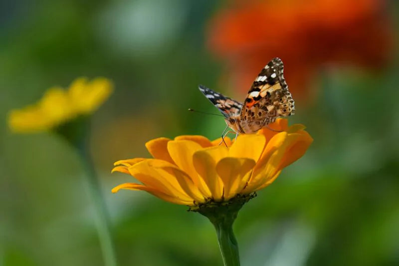 Waarom vlinders essentieel zijn voor je tuin