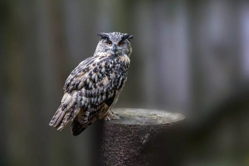 Hoe lok ik uilen naar mijn tuin?