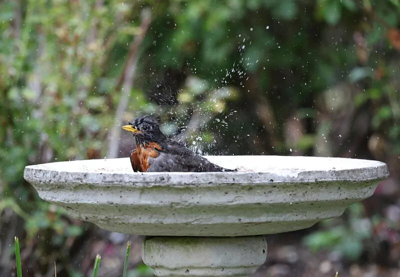 Waarom een vogelbad bijdraagt aan biodiversiteit