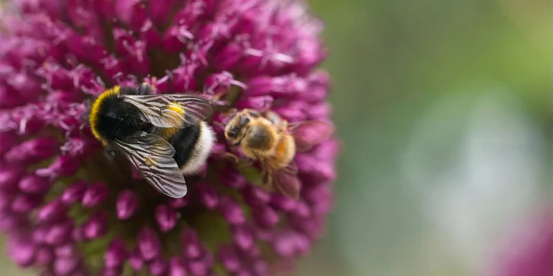 5 populaire mythen en misvattingen over bijen ontkracht