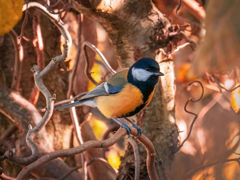 Welke vogels kun je deze herfst in de tuin verwachten?
