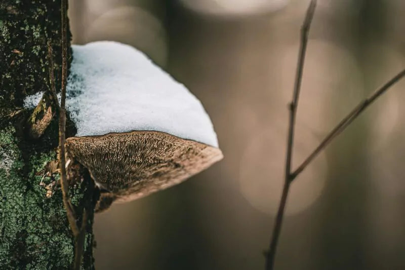 Biodiversiteit in je tuin behouden tijdens de koude wintermaanden