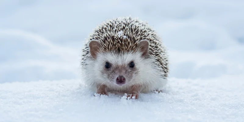 Wat kun je doen voor egels in de winter?