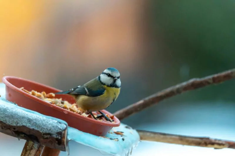Vogels voeren in de winter: veelgemaakte fouten en hoe je ze kunt vermijden