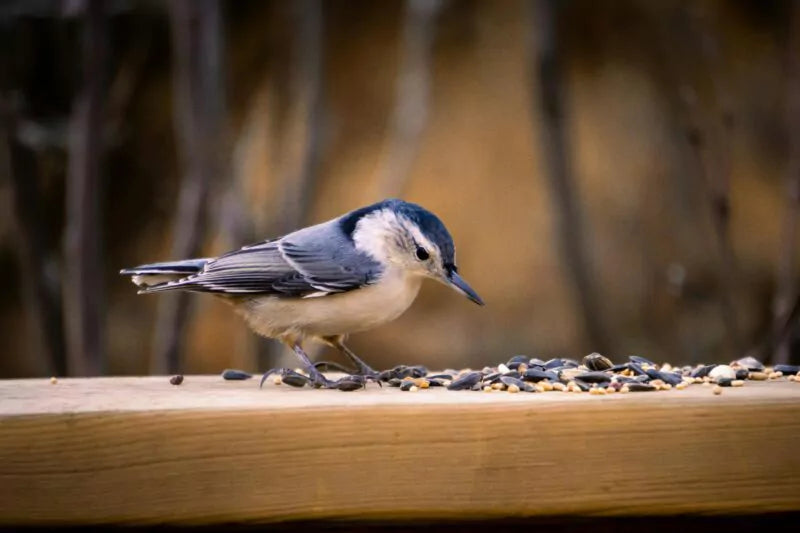 Hoe je een vogelvriendelijke omgeving creëert in de stad