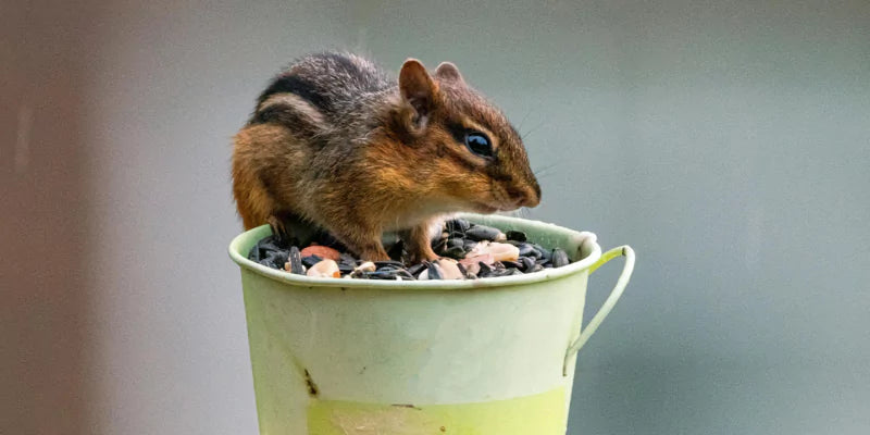 Haal eekhoorns naar je tuin!