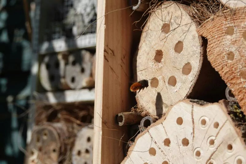 Insectenhotel plaatsen: wat is de beste plek?