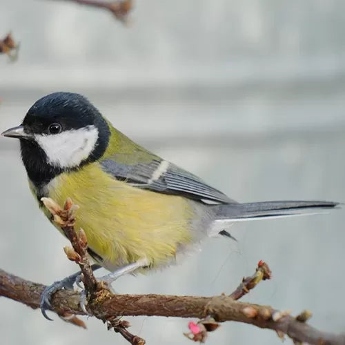 Voer voor de Koolmees