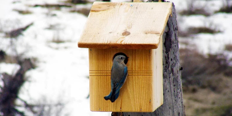 De invliegopeningen van een vogelhuisje!