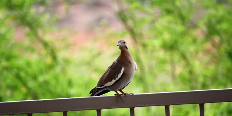 Hoe zorg je voor een vogelvriendelijk balkon?