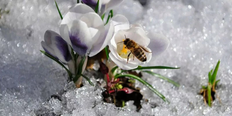 Waarom insectenhotels ook in de winter dienst doen