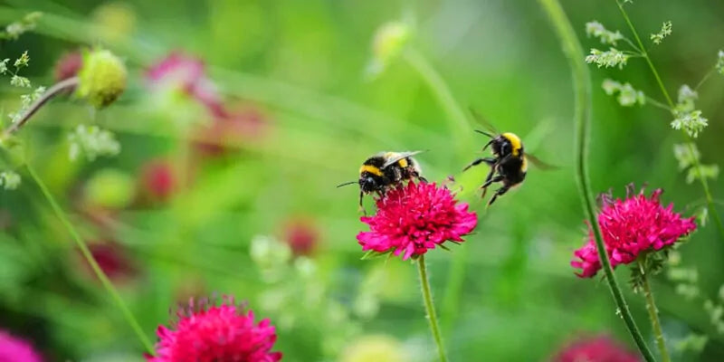 Subsidies om de biodiversiteit te stimuleren
