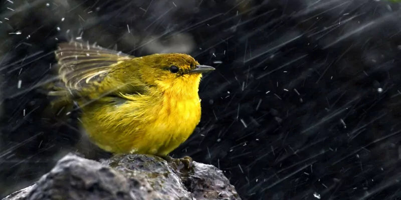 Stormachtig weer: wat kun je doen voor de vogels?