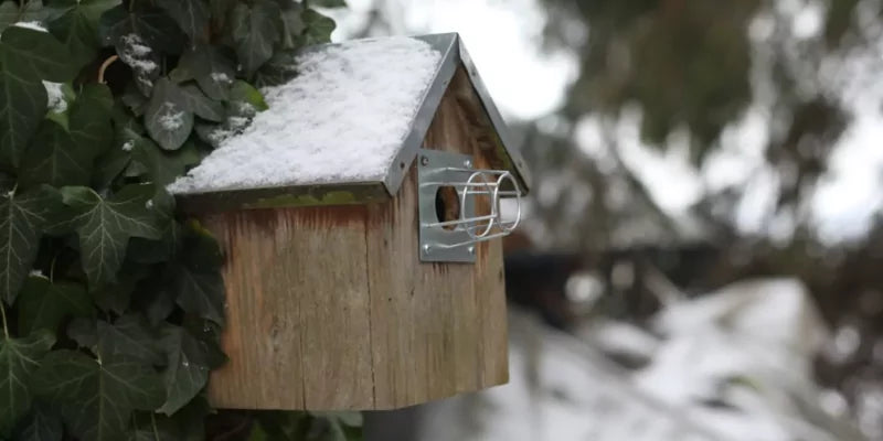 Hoe voorkom je dat roofdieren je vogelhuisje beschadigen?