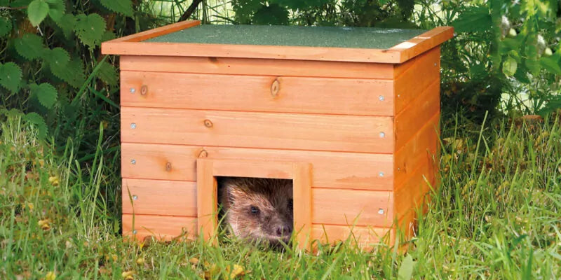 Help de egel voorbereiden op de winterslaap