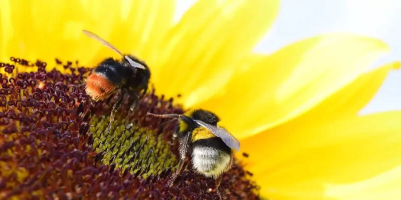 Hommels naar de tuin halen. Waarom?