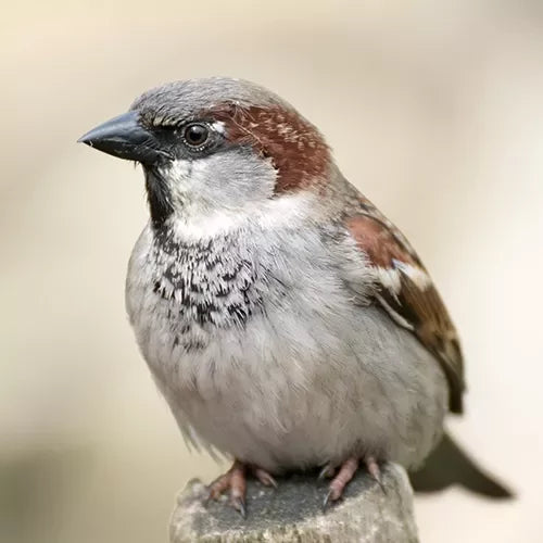 Voer voor de Huismus