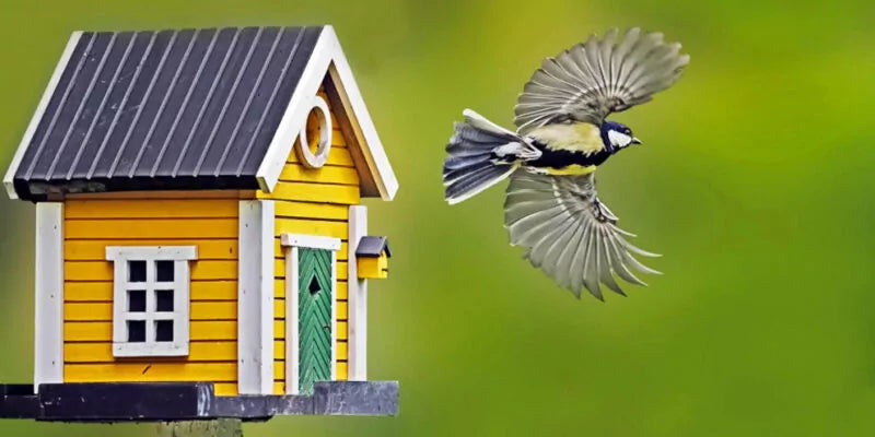 Vrolijke kleuren in de tuin!