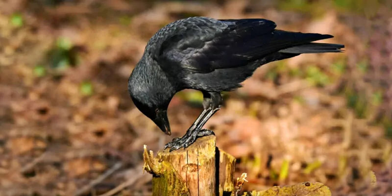 Hoe verjaag je kraaien uit de tuin?