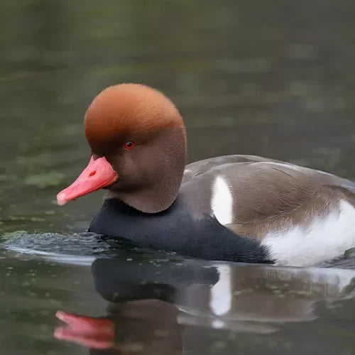 Voer voor de Krooneend