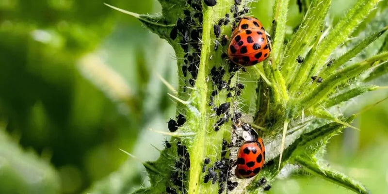 Hoe je bladluizen bestrijd met lieveheersbeestjes